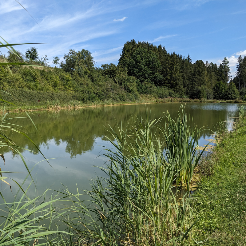 Das Bild zeigt den Grabenwaldsee im Sommer.