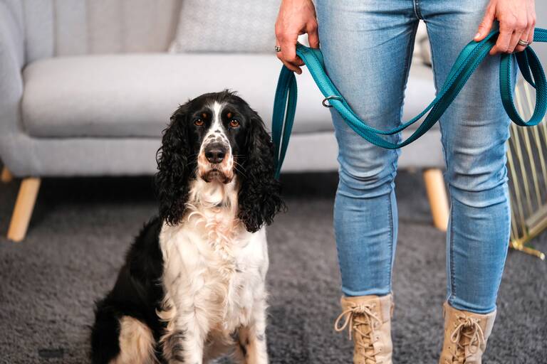 Ein Hund sitzt auf dem Boden und schaut in die Kamera. Neben ihm steht seine Besitzerin und hält seine Leine in der Hand.